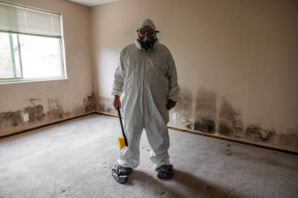 Best Mold Damage Restoration  in Feather Sound, FL